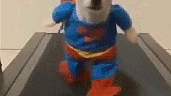Saya super dog Foto: (dok Live About).