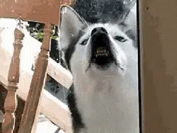 Lagi Sedih? Mungkin GIF Anjing Lucu Ini Bisa Menghibur Hati