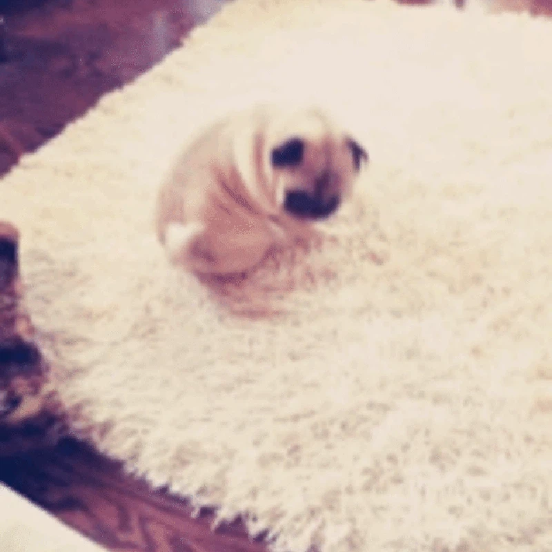 GIF Anjing Lucu