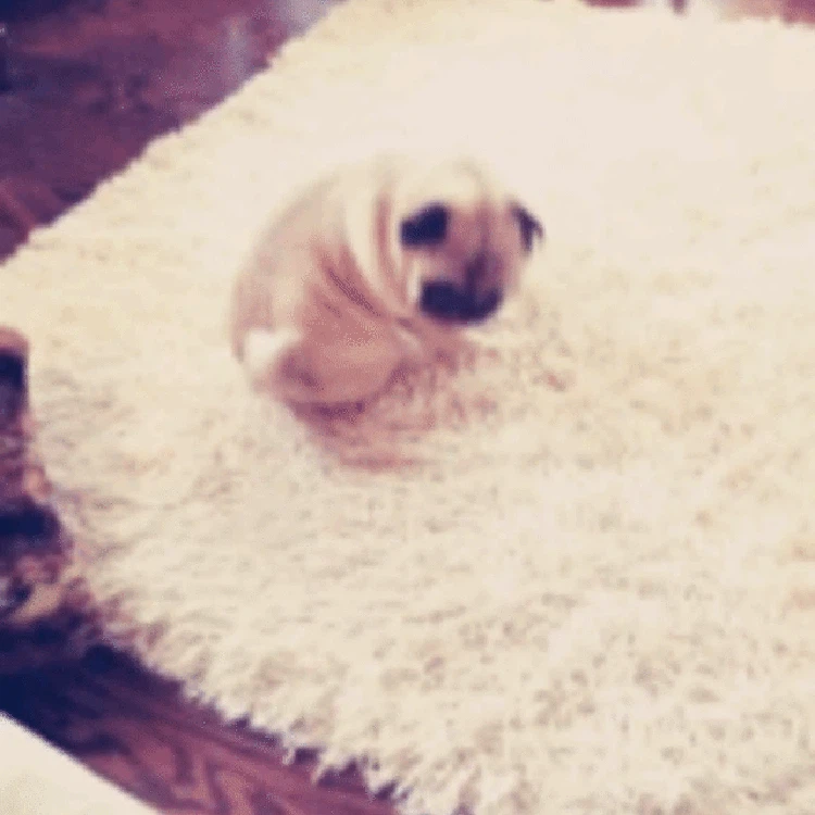 GIF Anjing Lucu GIF Anjing Lucu