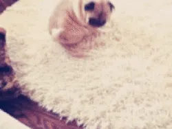 Lagi Sedih? Mungkin GIF Anjing Lucu Ini Bisa Menghibur Hati