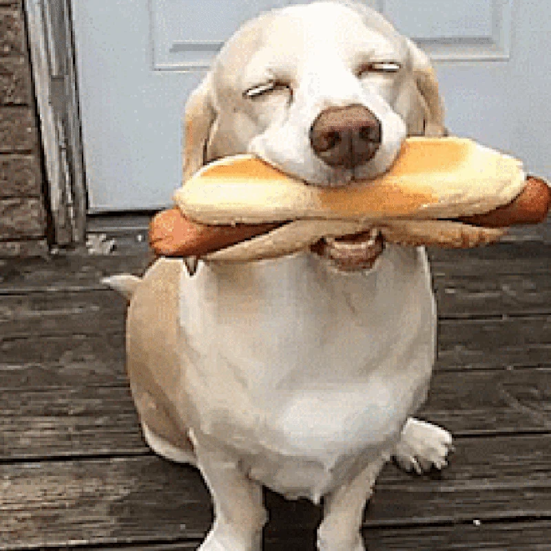 GIF Anjing Lucu