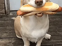 Lagi Sedih? Mungkin GIF Anjing Lucu Ini Bisa Menghibur Hati