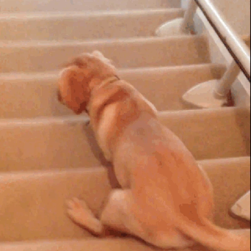 GIF Anjing Lucu