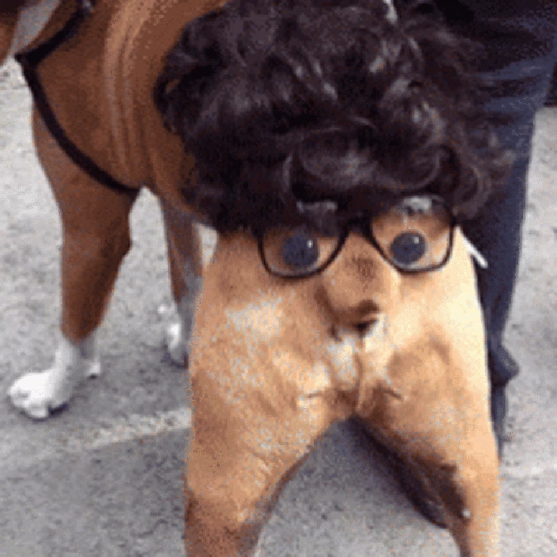GIF Anjing Lucu