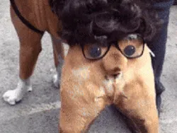 Lagi Sedih? Mungkin GIF Anjing Lucu Ini Bisa Menghibur Hati