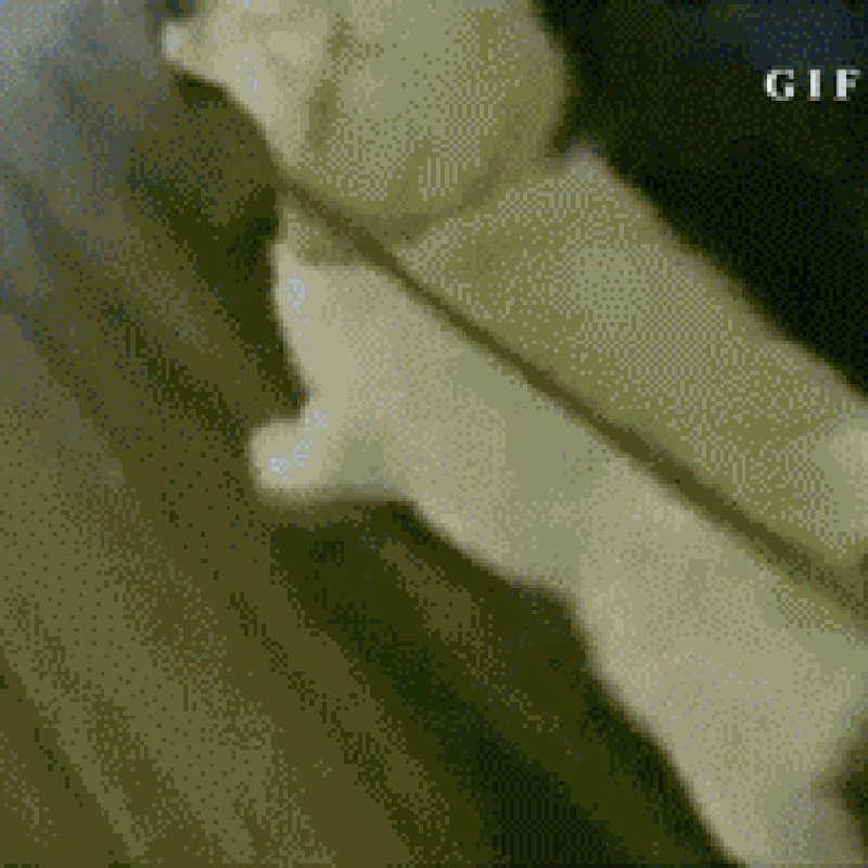 GIF Anjing Lucu