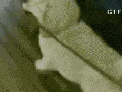 Lagi Sedih? Mungkin GIF Anjing Lucu Ini Bisa Menghibur Hati