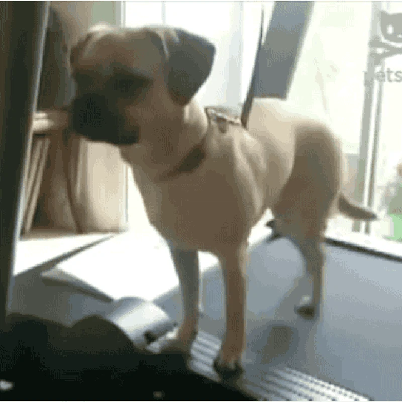 GIF Anjing Lucu