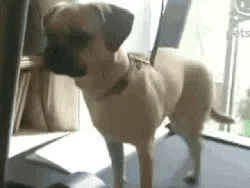 Lagi Sedih? Mungkin GIF Anjing Lucu Ini Bisa Menghibur Hati