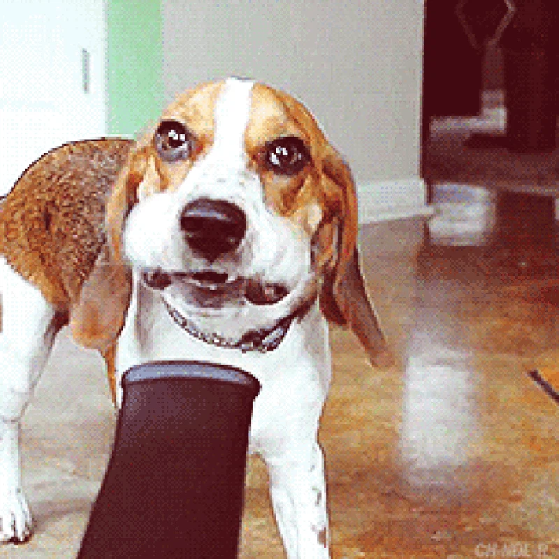 GIF Anjing Lucu