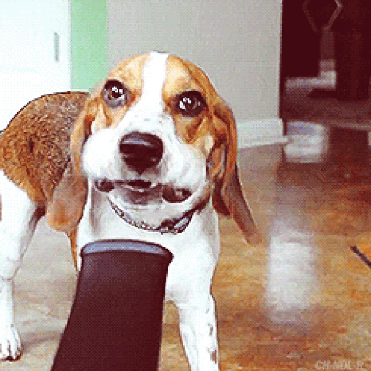 GIF Anjing Lucu GIF Anjing Lucu