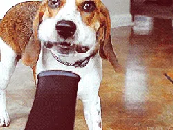 Lagi Sedih? Mungkin GIF Anjing Lucu Ini Bisa Menghibur Hati