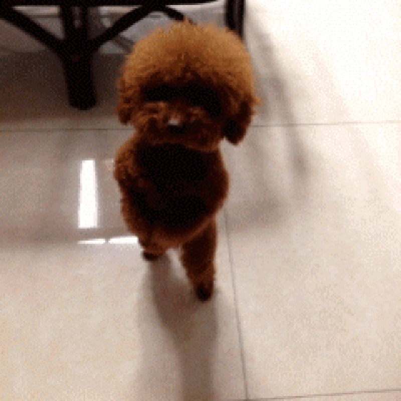 GIF Anjing Lucu