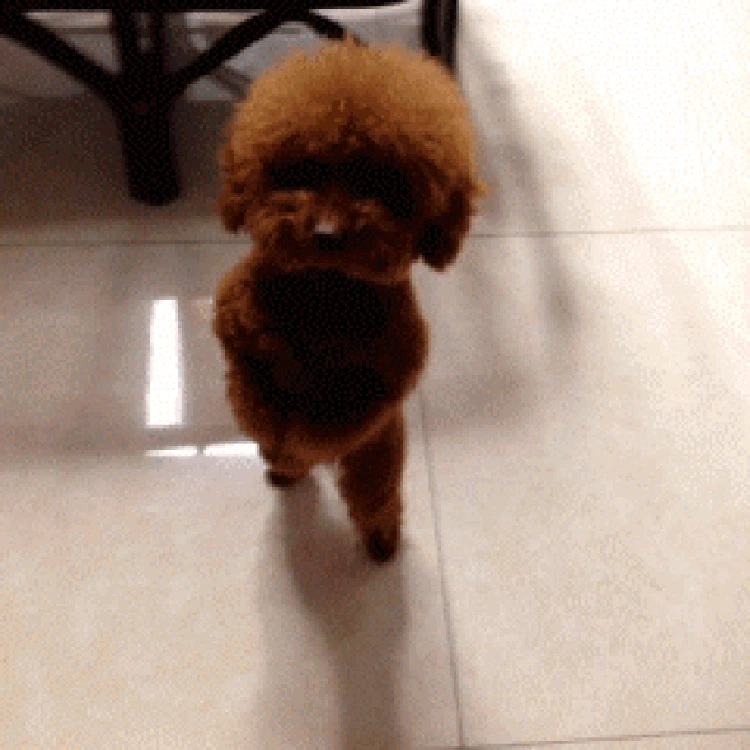 GIF Anjing Lucu GIF Anjing Lucu