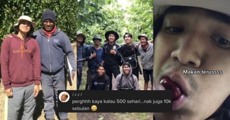 Pamer Digaji Rp 1,8 Juta Sehari, Petani Buah Ceri Ini Bikin Iri