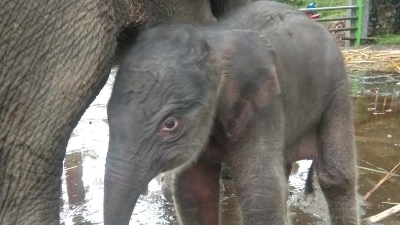 Seekor Gajah Sumatera Lahir di PLSK Tangkahan Seekor Gajah Sumatera Lahir di PLSK Tangkahan