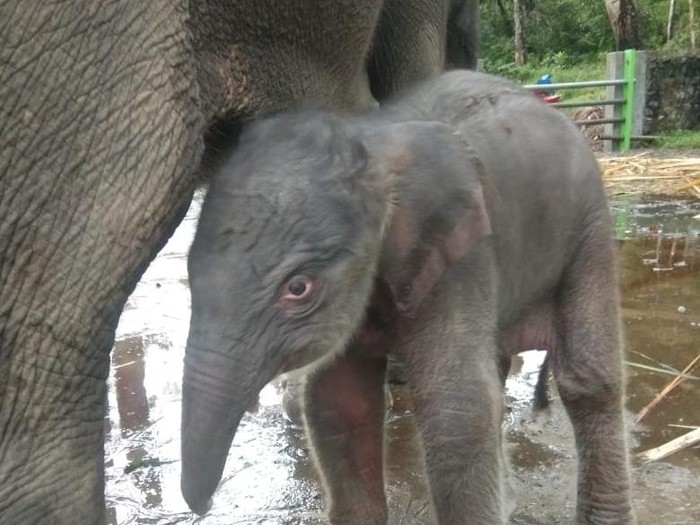 Seekor Gajah Sumatera Lahir di PLSK Tangkahan