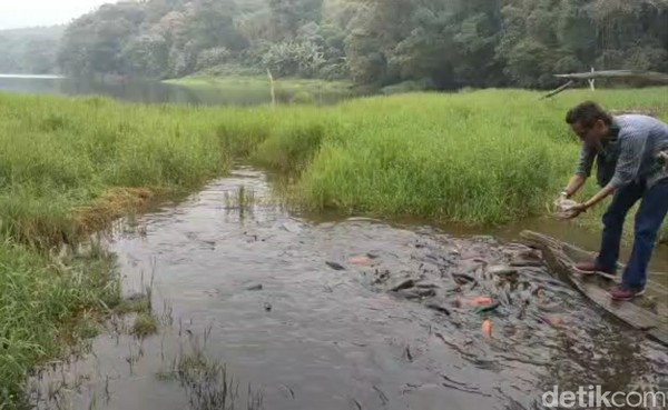 Mitos yang beredar di masyarakat, orang yang mengambil ikan di telaga ini bisa mendapatkan malapetaka. Berkat mitos ini lah, populasi ikan di Telaga ini tetap terjaga. Mitos yang beredar di masyarakat, orang yang mengambil ikan di telaga ini bisa mendapatkan malapetaka. Berkat mitos ini lah, populasi ikan di Telaga ini tetap terjaga.