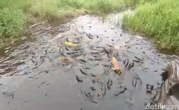 Uniknya lagi, jenis ikan yang hidup di telaga ini sering berganti. Saat ini, ikan yang menghuni telaga adalah jenis ikan mas. Namun, beberapa tahun silam telaga ini dipenuhi ikan lele. Masyarakat percaya suatu saat nanti ikan di Telaga Ranjeng ini, akan berganti kembali ke ikan lele. Uniknya lagi, jenis ikan yang hidup di telaga ini sering berganti. Saat ini, ikan yang menghuni telaga adalah jenis ikan mas. Namun, beberapa tahun silam telaga ini dipenuhi ikan lele. Masyarakat percaya suatu saat nanti ikan di Telaga Ranjeng ini, akan berganti kembali ke ikan lele.