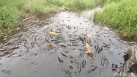 Uniknya lagi, jenis ikan yang hidup di telaga ini sering berganti. Saat ini, ikan yang menghuni telaga adalah jenis ikan mas. Namun, beberapa tahun silam telaga ini dipenuhi ikan lele. Masyarakat percaya suatu saat nanti ikan di Telaga Ranjeng ini, akan berganti kembali ke ikan lele.