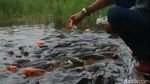 Telaga Ranjeng Berisi Ribuan Ikan Jinak, Tapi Tak Ada yang Berani Ambil