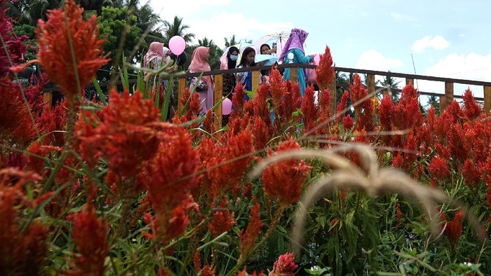 Asyik! Ada Objek Wisata Baru Nih di Gorontalo Agrowisata Asmara Garden bisa jadi destinasi wisata menarik untuk mengisi waktu di akhir pekan. Objek wisata ini ada di Kab. Bone Bolango, Gorontalo. Penasaran?