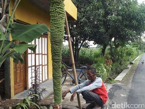 Saking Panjangnya, Tandan Pisang di Boyolali Ini Hingga Menyentuh Tanah