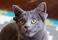 Viral, Kucing Aneh Telinganya Empat