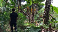 Lokasi anak hilang dan kemudian ditemukan itu ada di kawasan Kecamatan Tapos, Depok, Jawa Barat. Anak itu hilang pada Rabu (17/11) sekitar pukul 16.30 WIB sore. Dua hari dicari, anak itu ditemukan di ladang. Keluarga si anak yang sempat hilang misterius itu membagikan video ditemukannya buah hati di semak-semak. (Foto: Muhammad Hanafi Aryan/detikcom)