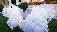 Tradisi unik itu pun kini menjadi salah satu kegiatan tahunan yang dipelihara dari waktu ke waktu dan melakukan kegiatan pengampunan kalkun tersebut setiap menjelang perayaan Hari Thanksgiving. AP Photo/Susan Walsh.