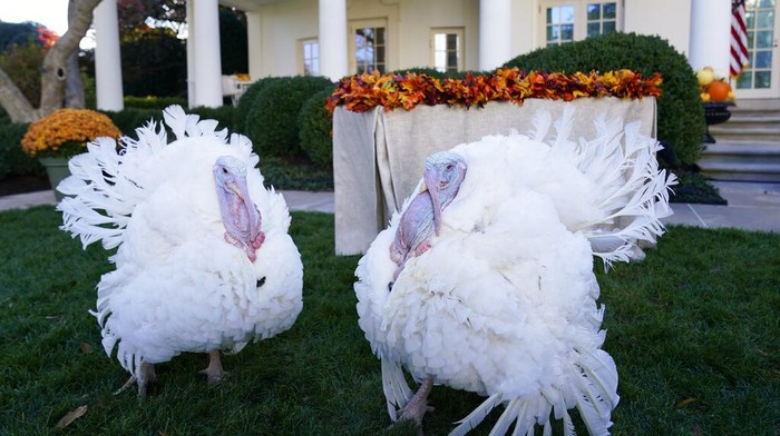 Ini Peanut Butter dan Jelly, Dua Kalkun yang Diampuni Joe Biden Menjelang Thanksgiving Presiden AS biasanya akan memberi pengampunan terhadap kalkun. Tahun ini kalkun yang diampuni Joe Biden adalah Peanut Butter dan Jelly.