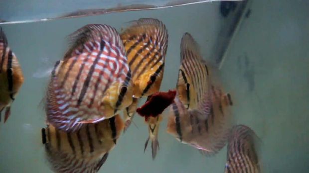 Karyawan Pabrik di Pasuruan Jadi Jutawan Jualan Ikan Discus