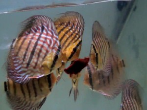 Mengenal Ikan Discus: Ciri-ciri, Jenis, Harga, Hingga Cara Merawatnya