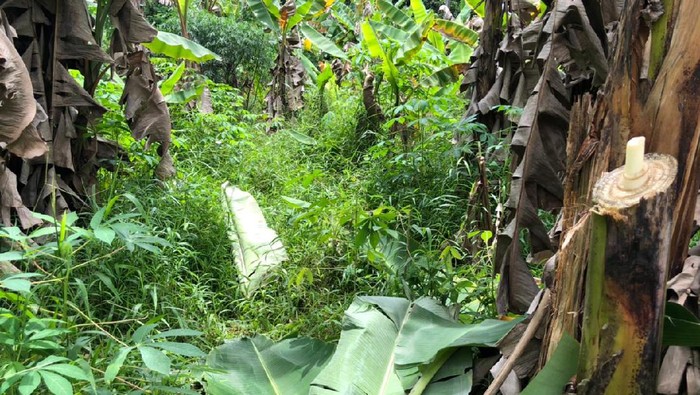 Lokasi Bocah Hilang yang Disebut Dibawa Wewe Gombel Depok (Foto: Muhammad Hanafi Aryan/detikcom)