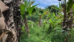 Ini Lokasi Bocah yang Sempat Hilang dan Diyakini Ibunya Diculik Wewe Gombel