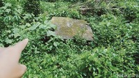 Pantauan detikcom di lokasi, situs yang terletak di tengah ladang kas desa. Dari jalan tidak tampak ada tumpukan batu karena ditumbuhi semak belukar yang merambat rapat.