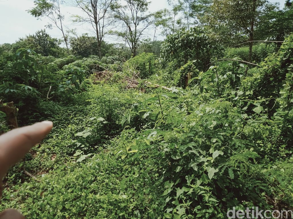 Situs candi Jaden di Kecamatan Jatinom yang ditumbuhi semak belukar