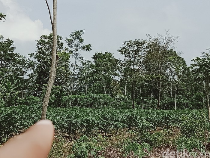 Situs candi Jaden di Kecamatan Jatinom yang ditumbuhi semak belukar