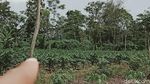 Ya Ampun! Situs Candi Jaden di Klaten Terbengkalai dan Ditumbuhi Semak Belukar