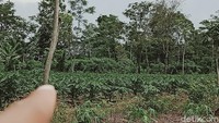 Dilihat dari dekat pun tidak terlihat ada tumpukan batu. Yang terlihat hanya batu Yoni terbalik yang pernah dibersihkan saat ada pengecekan dari BPCB Jateng tahun lalu.