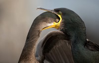 Bird Photographer of the Year 2021