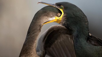 Highly Commended karya Brian Matthews  Foto: Bird Photographer of the Year
