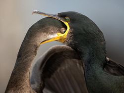 Terpukau Karya Juara Kontes Foto Burung