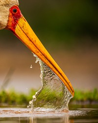 Bird Photographer of the Year 2021