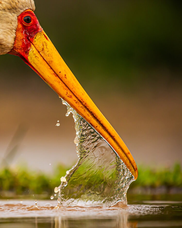 Bird Photographer of the Year 2021