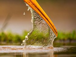 Terpukau Karya Juara Kontes Foto Burung