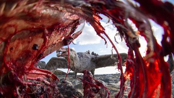 Highly Commended karya Eirik Grønningsæter. Foto: Bird Photographer of the Year