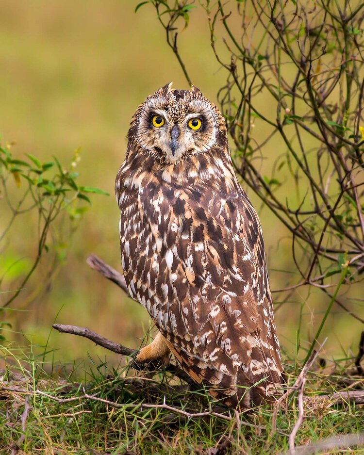 Bird Photographer of the Year 2021