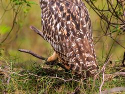 Terpukau Karya Juara Kontes Foto Burung